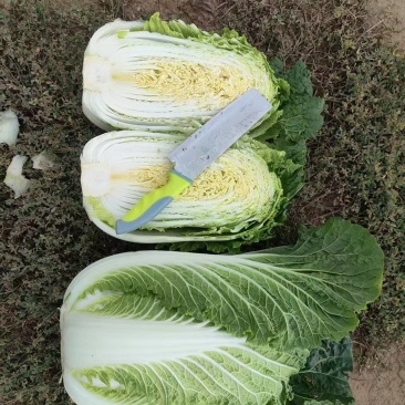 短颗黄心大白菜大量有货