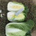 短颗黄心大白菜大量有货
