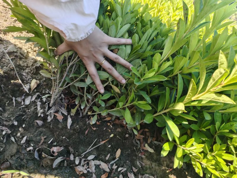 精品毛娟成片栽植时，开花时景色壮观，适合用于园林景观的