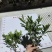 精品毛娟成片栽植时，开花时景色壮观，适合用于园林景观的