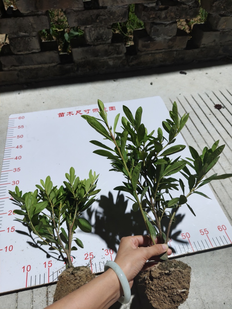 精品毛娟成片栽植时，开花时景色壮观，适合用于园林景观的