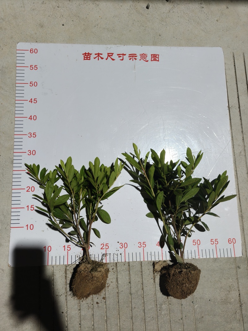 精品毛娟成片栽植时，开花时景色壮观，适合用于园林景观的