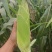 陕西凤翔水果玉米，大量上市，可视频看货，可对接全国