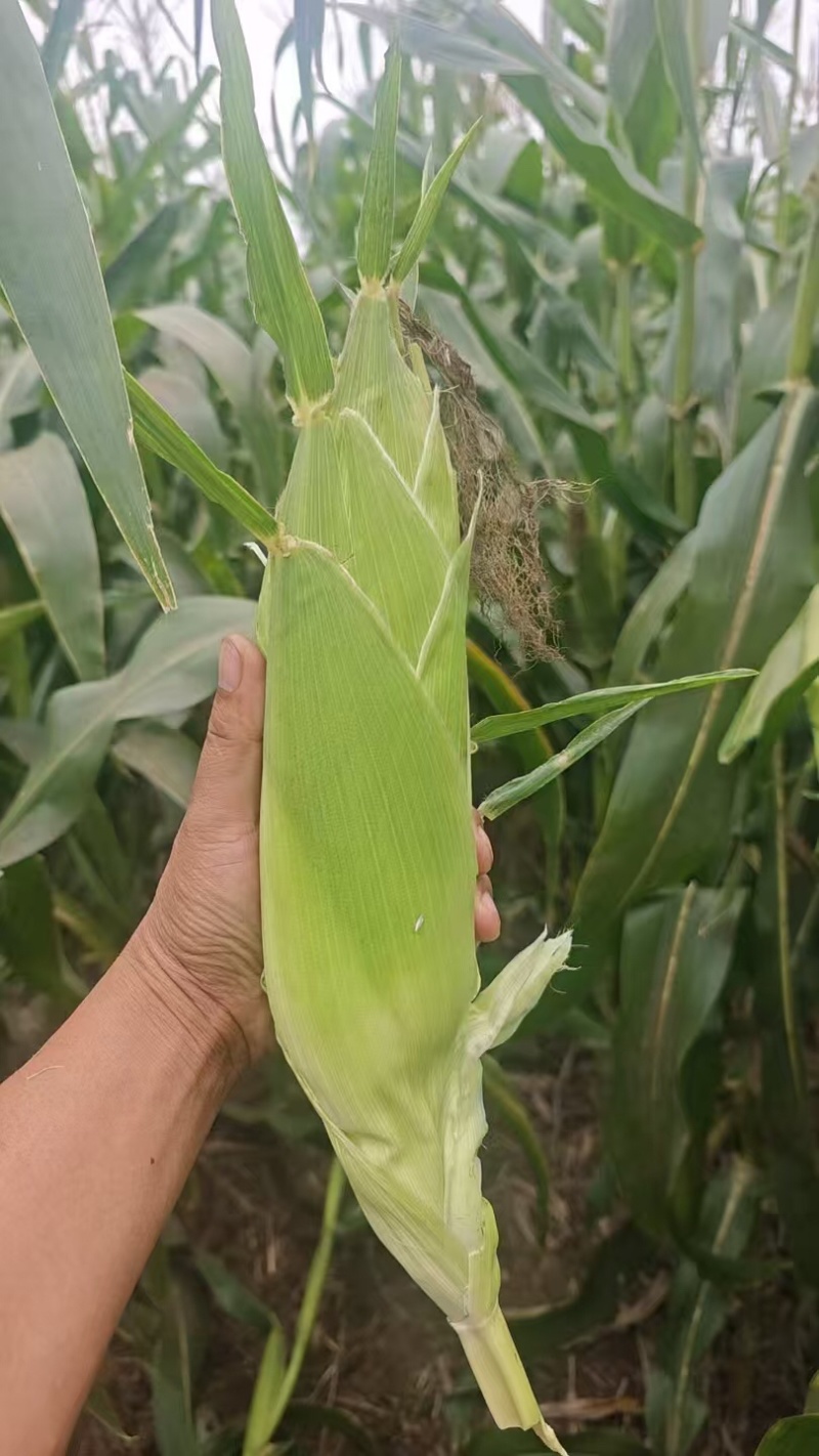陕西凤翔水果玉米，大量上市，可视频看货，可对接全国