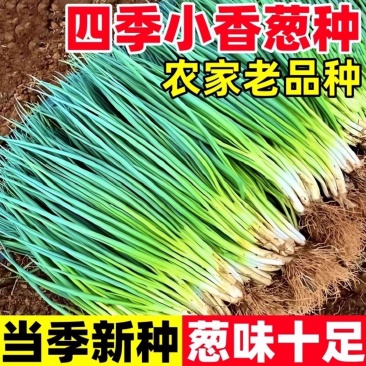 优质小葱产地直发全国各地支持视频看货发货保质保量