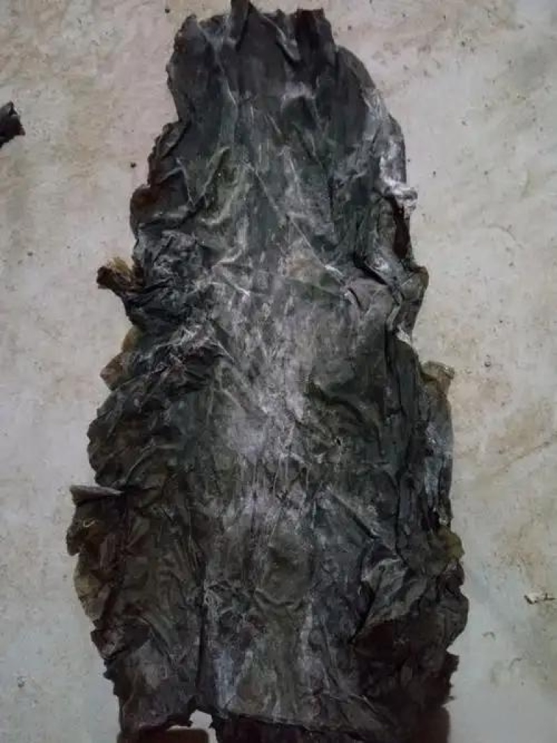 出口级板菜去头去尾90公分，宽度25到30公分无任何瑕疵