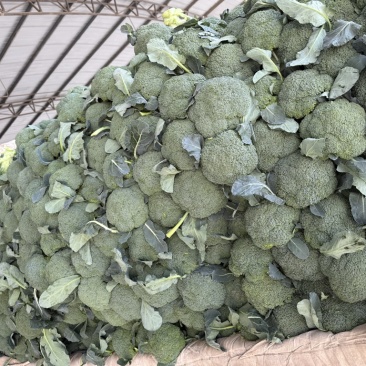 西兰花产地一手货源。量大优惠，对接全国市场电商平台