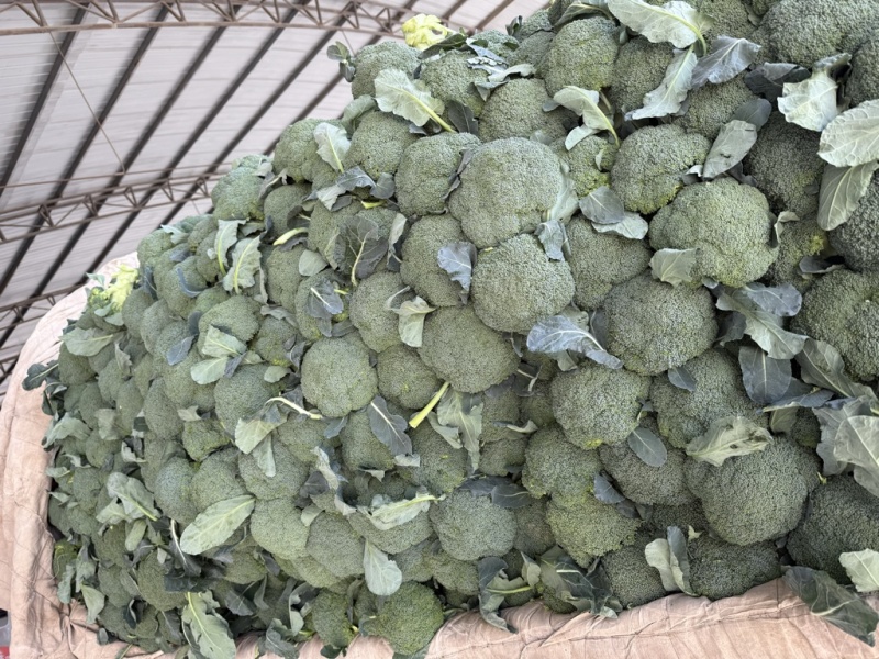 西兰花产地一手货源。量大优惠，对接全国市场电商平台