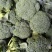 西兰花产地一手货源。量大优惠，对接全国市场电商平台