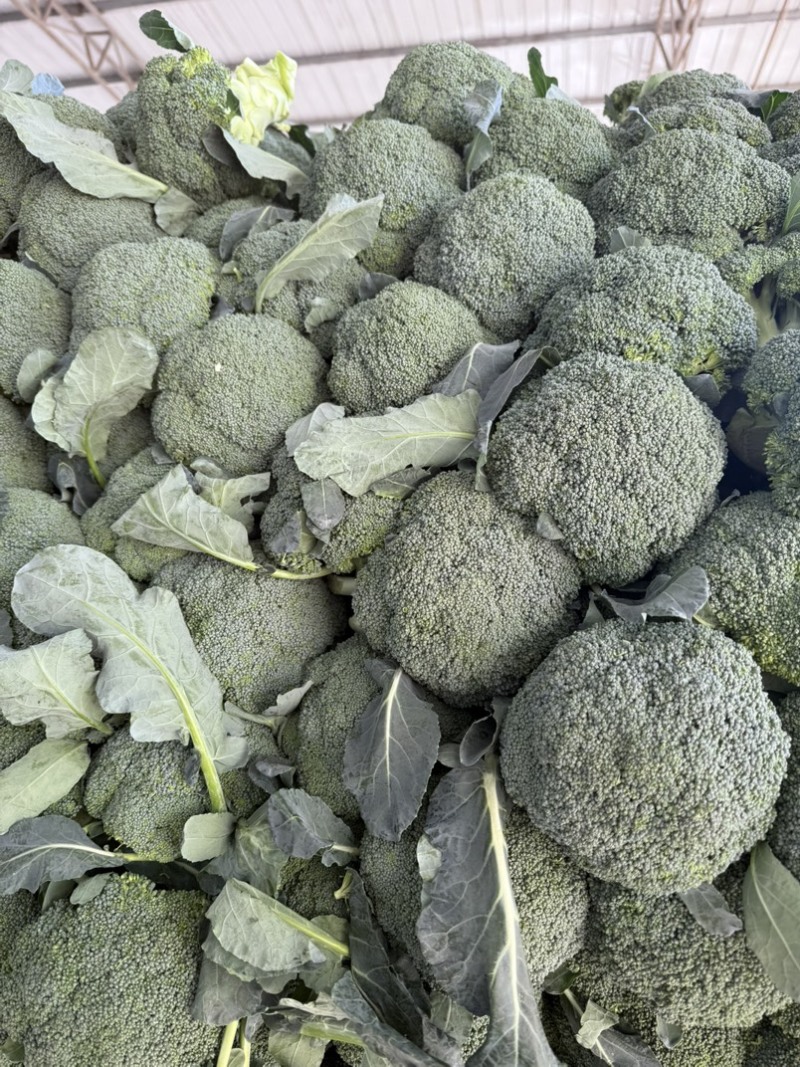 西兰花产地一手货源。量大优惠，对接全国市场电商平台