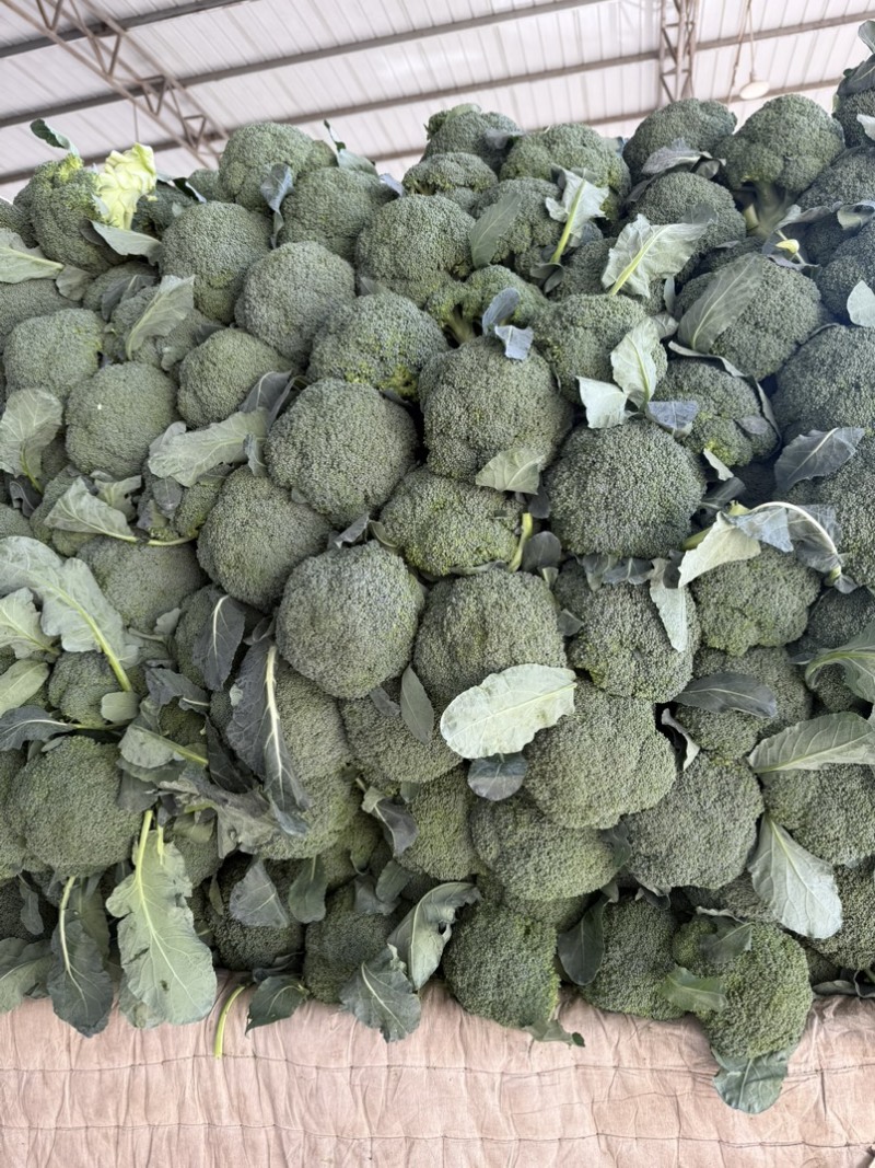 西兰花产地一手货源。量大优惠，对接全国市场电商平台