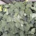 西兰花产地一手货源。量大优惠，对接全国市场电商平台