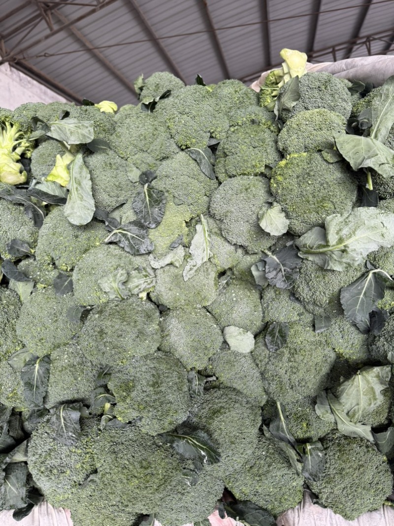 西兰花产地一手货源。量大优惠，对接全国市场电商平台