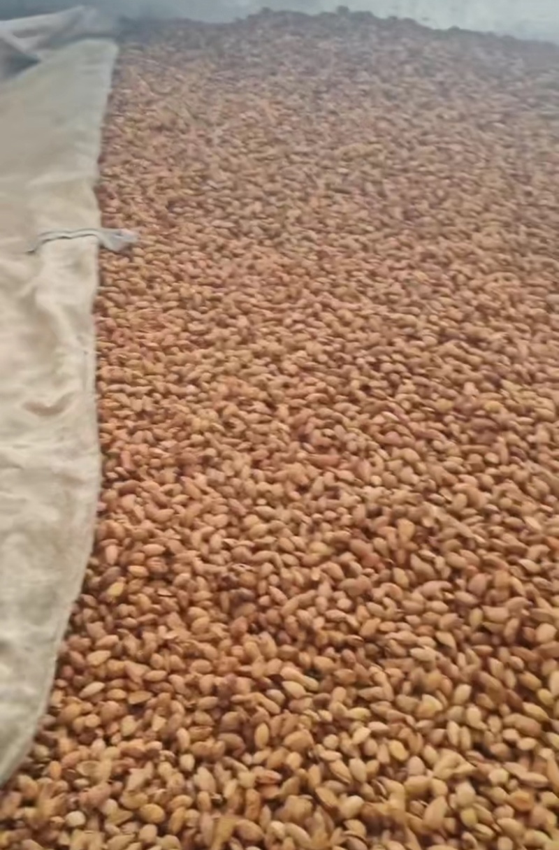 巴旦木薄壳坚果源头工厂源头工厂直销纸皮巴旦木np