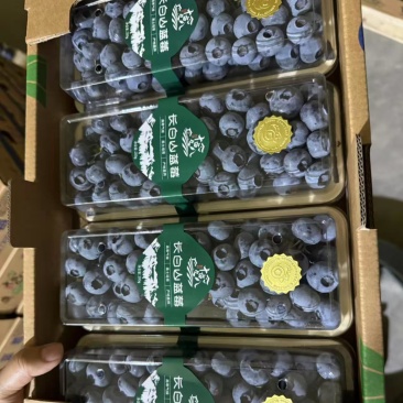 蓝莓产地直发货源充足价格优惠欢迎来电咨询