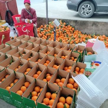 老徐果农自产自销凉山雷波纽荷尔脐橙，地处长江边石头黑土地