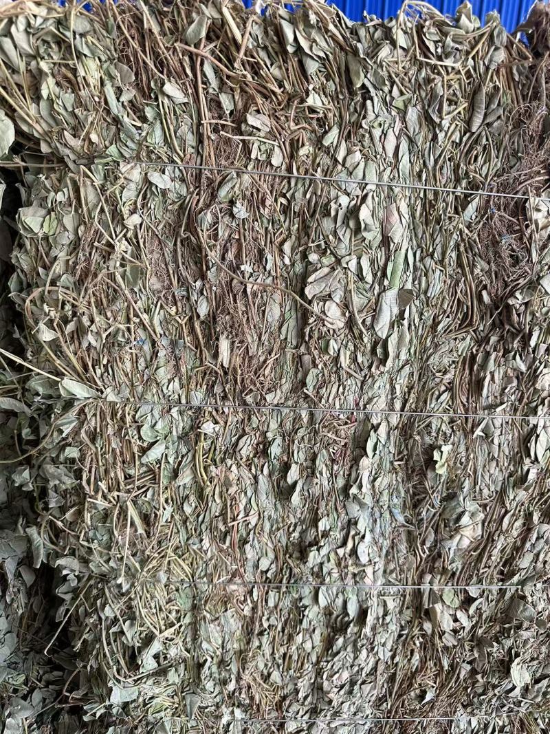 广金钱草/产区直发/大量现货