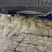 广金钱草/产区直发/大量现货