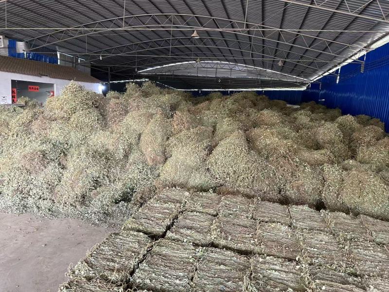 广金钱草/产区直发/大量现货
