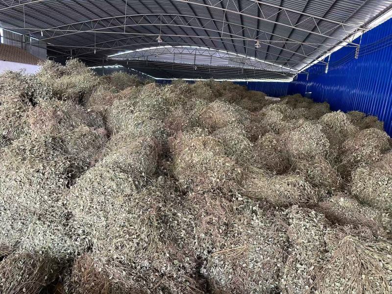 广金钱草/产区直发/大量现货