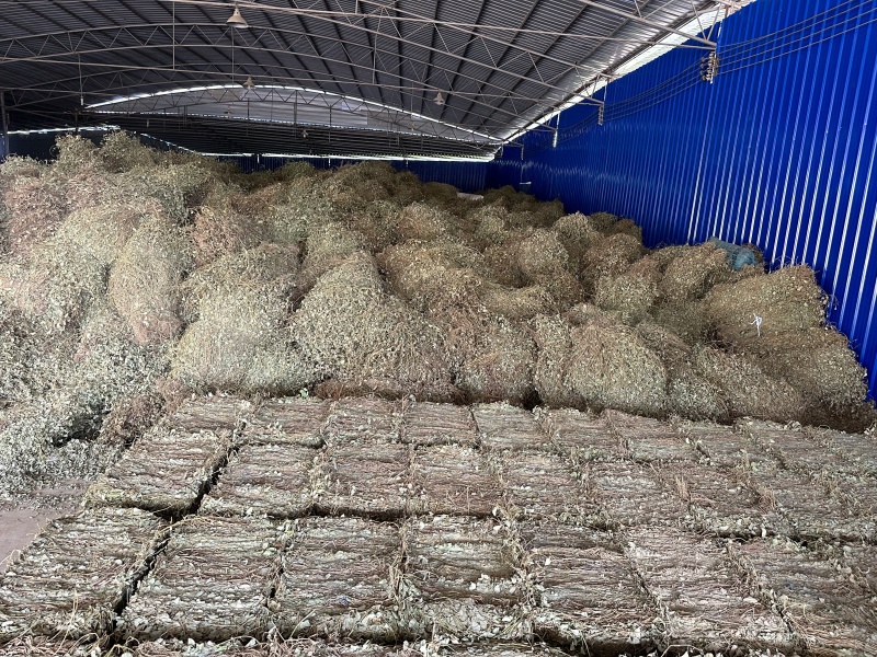 广金钱草/产区直发/大量现货
