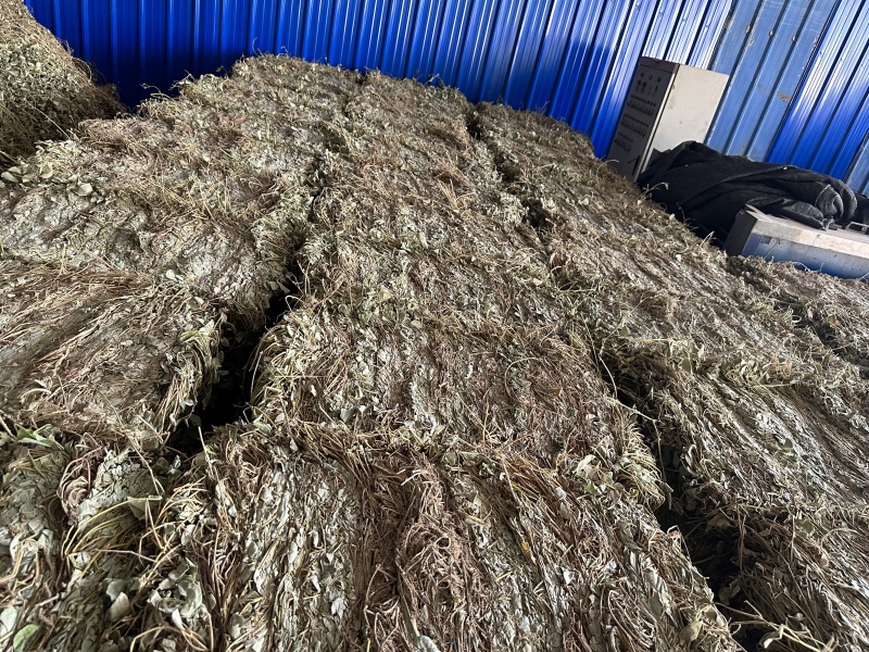 广金钱草/产区直发/大量现货