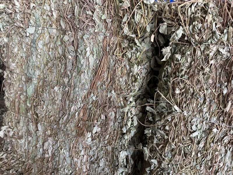 广金钱草/产区直发/大量现货