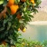 老徐果农自产自销凉山雷波纽荷尔脐橙，地处长江边石头黑土地