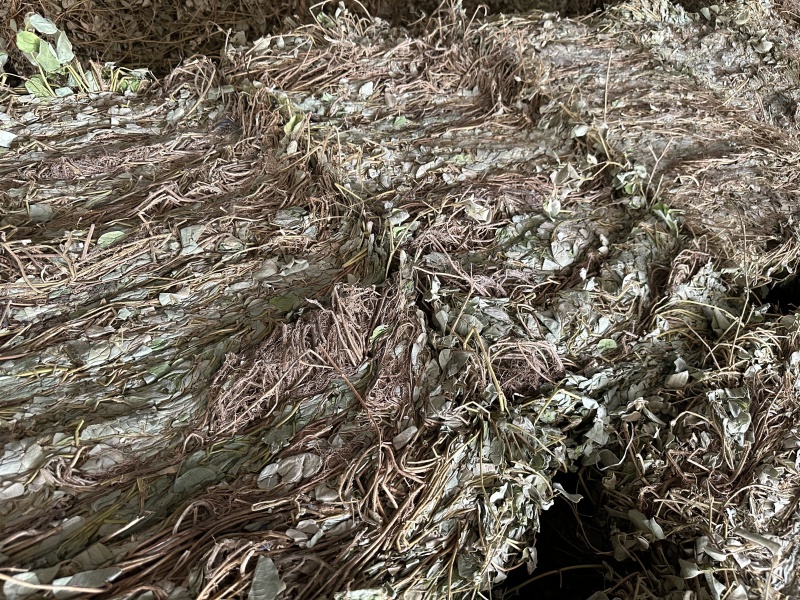 广金钱草/产区直发/大量现货