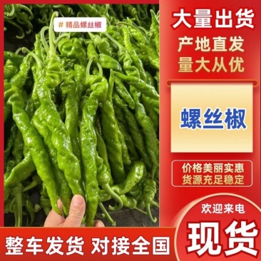 精品螺丝椒安阳内黄发货产地直发鲜辣椒全螺螺丝椒