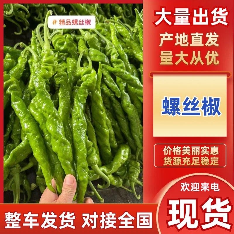 精品螺丝椒安阳内黄发货产地直发鲜辣椒全螺螺丝椒