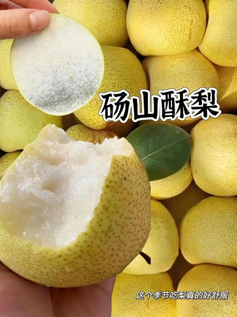 砀山酥梨新鲜上市，汁多甘甜，产地现货代发全国量大优惠
