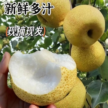 砀山酥梨新鲜上市，汁多甘甜，产地现货代发全国量大优惠