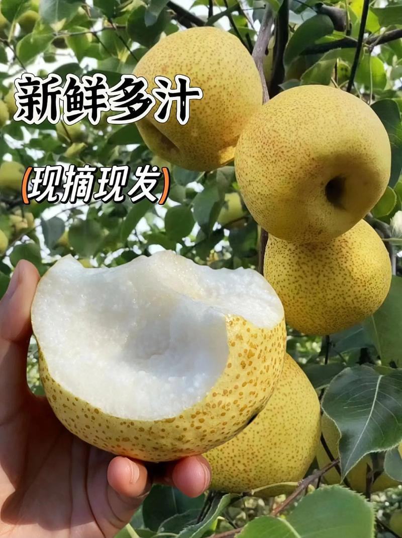 砀山酥梨新鲜上市，汁多甘甜，产地现货代发全国量大优惠