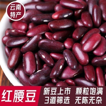 红腰豆英国红颗粒饱满常年有货量大从优厂家直销