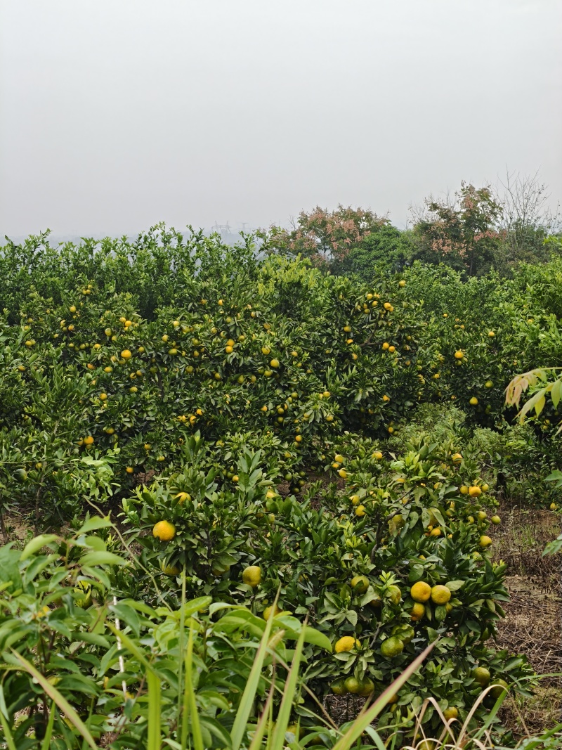 秭归蜜橘