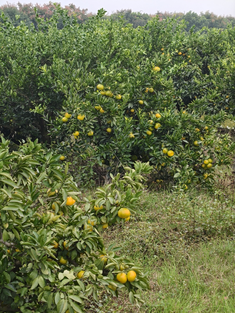 秭归蜜橘
