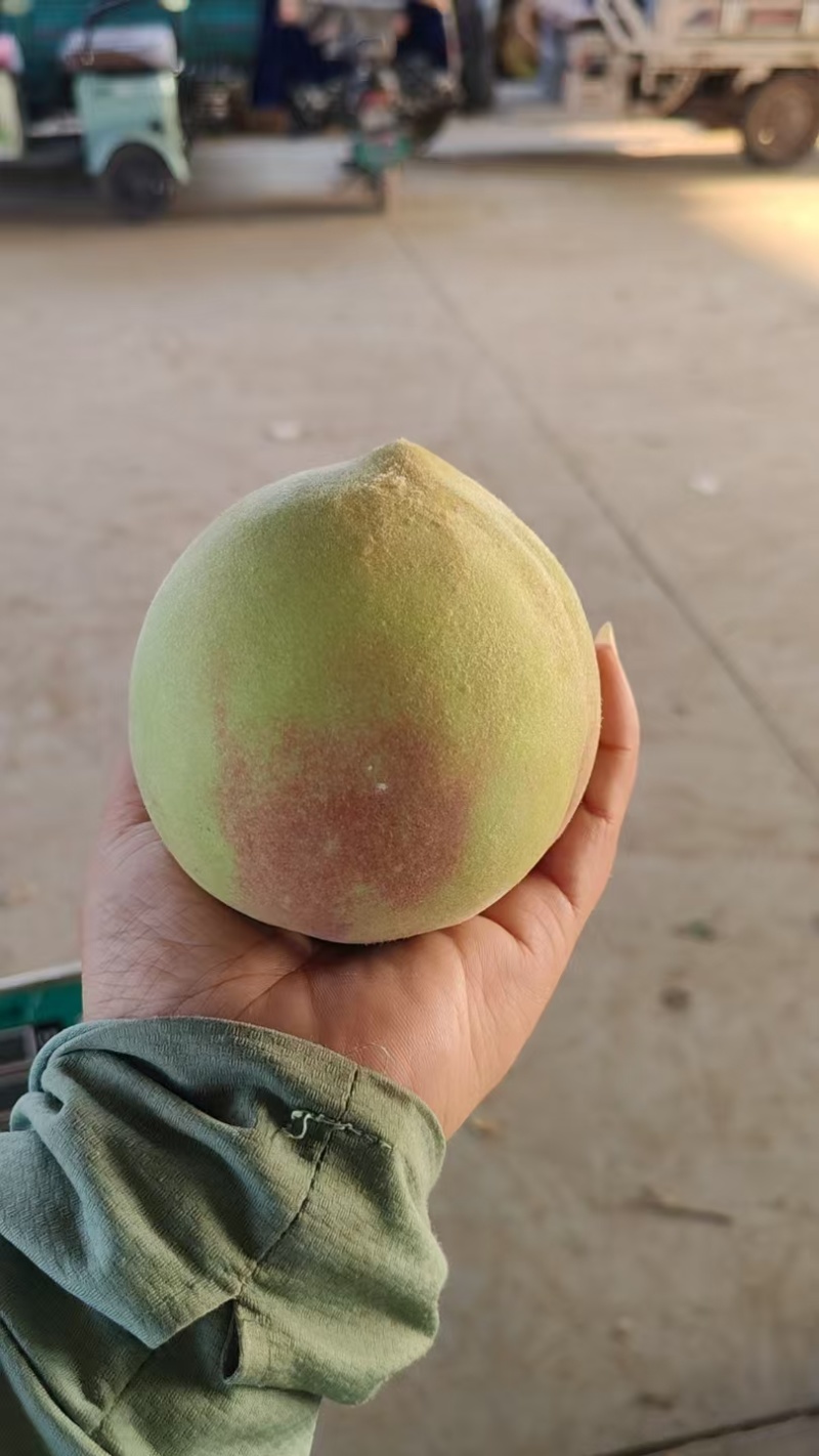 毛桃/脆甜毛桃/基地直供/可视频看货/对接全国采购商
