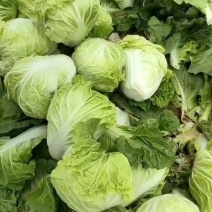肥城夏阳白菜大量上市供应