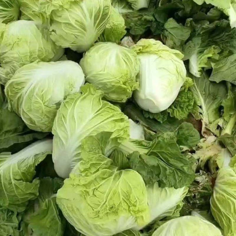 肥城夏阳白菜大量上市供应