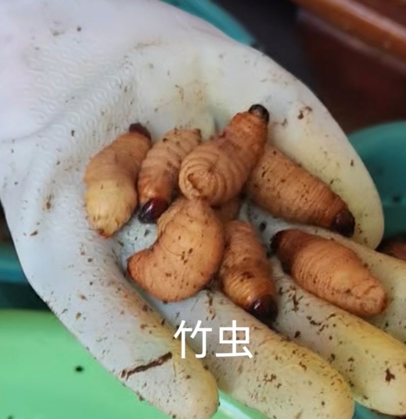 竹虫出售足斤足两对接全国运费自理欢迎买货