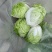 肥城夏阳白菜大量上市供应
