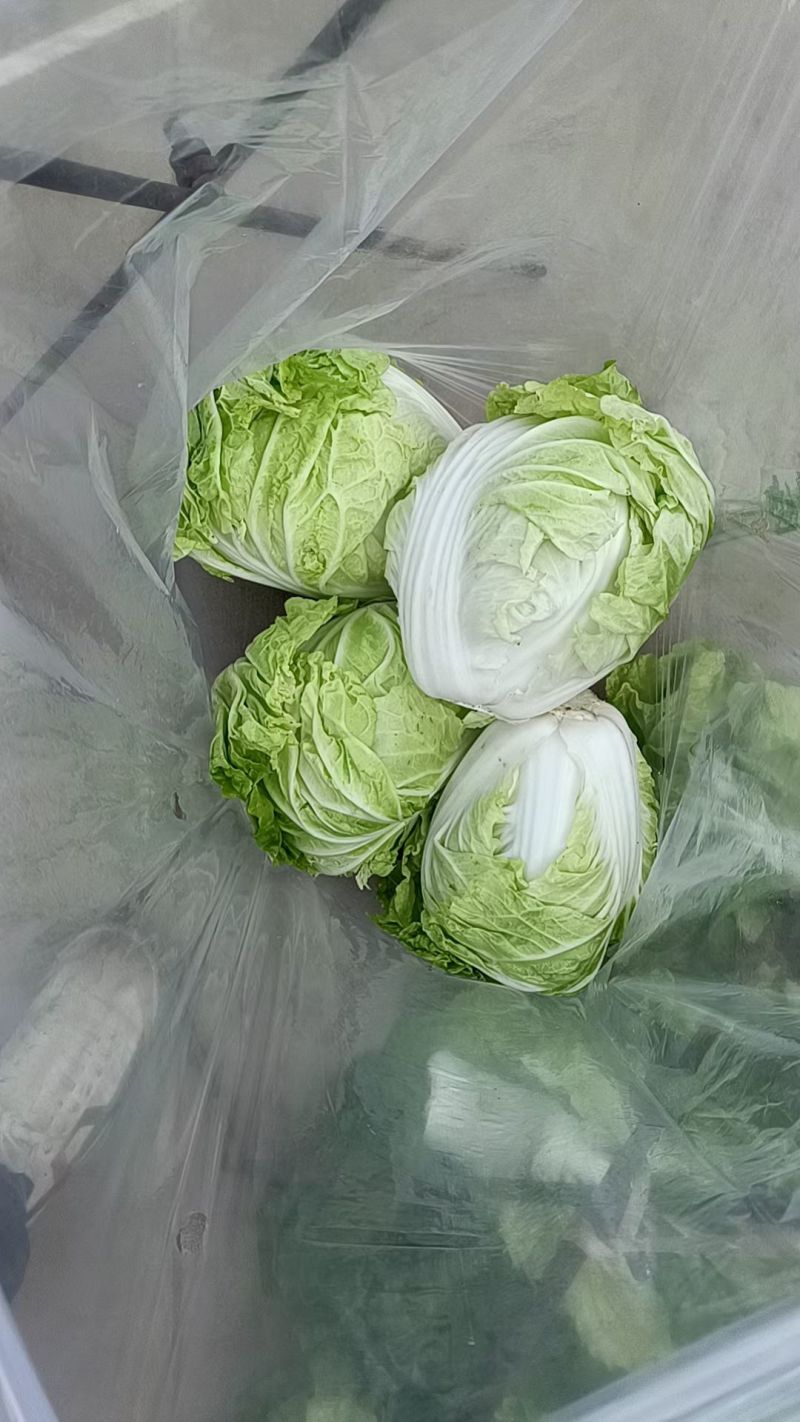 肥城夏阳白菜大量上市供应