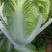 肥城夏阳白菜大量上市供应