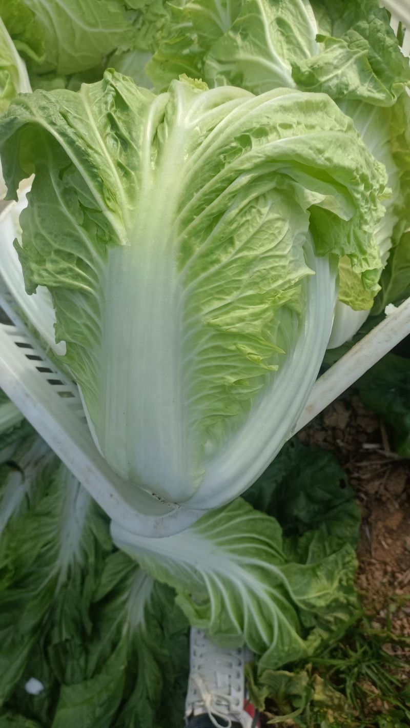 肥城夏阳白菜大量上市供应