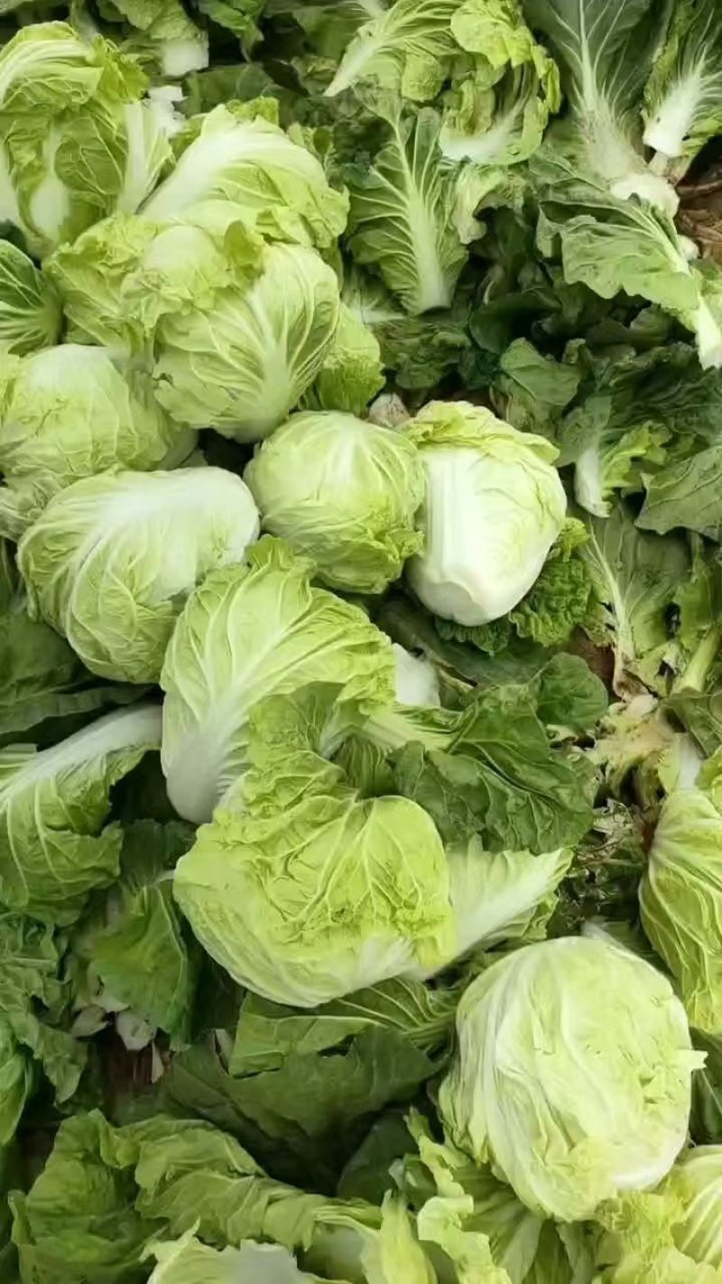肥城夏阳白菜大量上市供应
