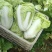 肥城夏阳白菜大量上市供应