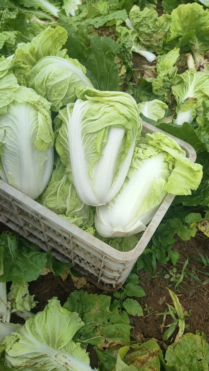 肥城夏阳白菜大量上市供应