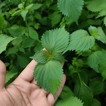 新鲜紫苏叶青紫苏日本大叶紫苏顺丰发货
