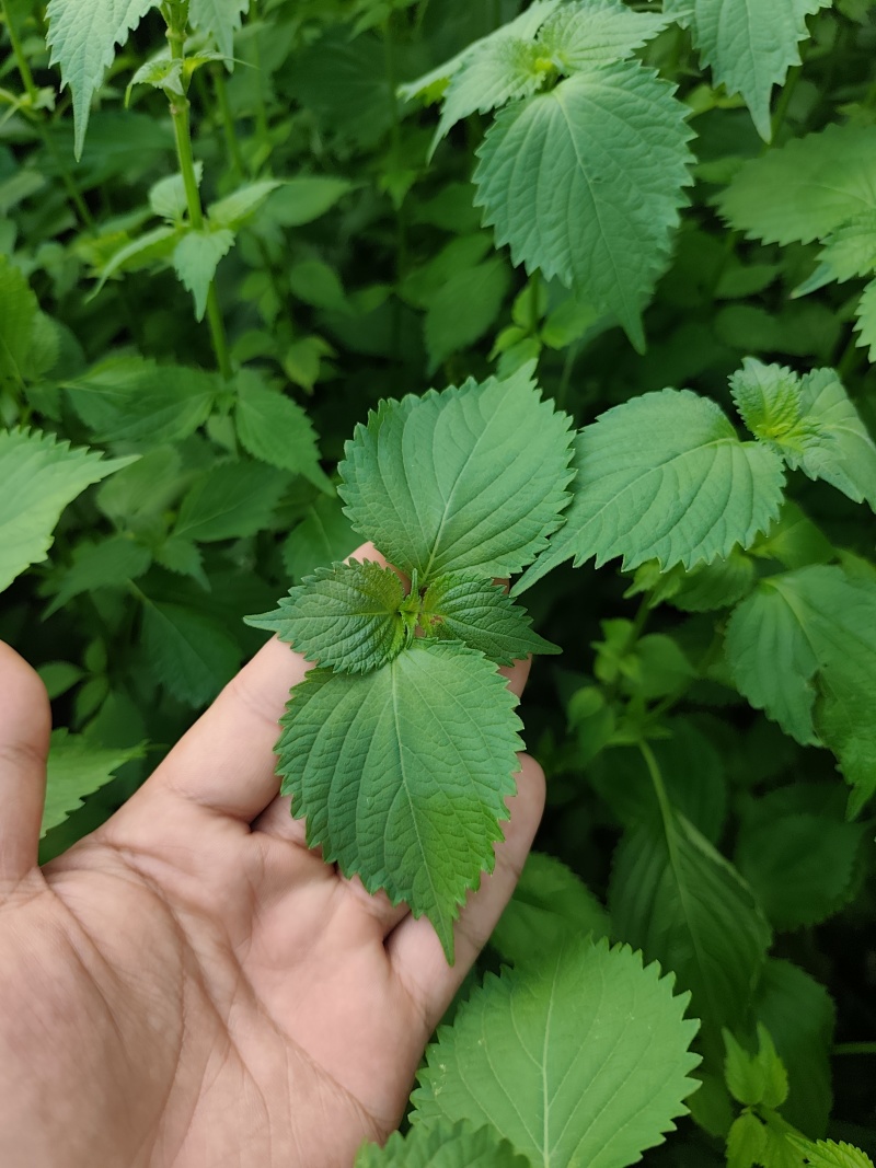 新鲜紫苏叶青紫苏日本大叶紫苏顺丰发货